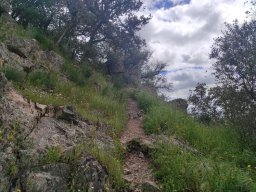 Flora del Cerro Masatrigo
